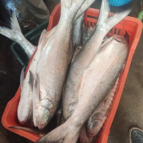 AJL Sea Food