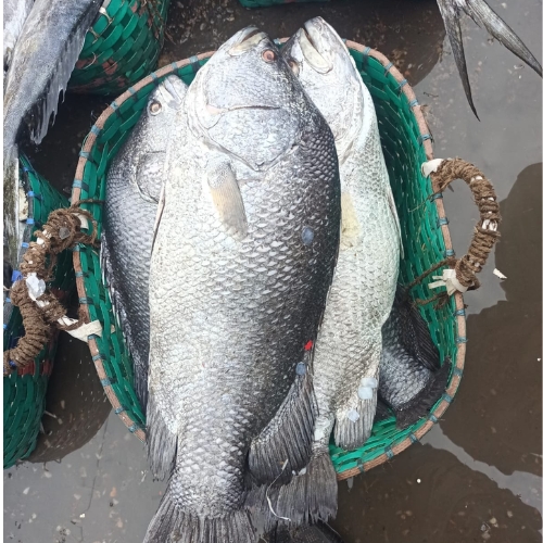 AJL Sea Food
