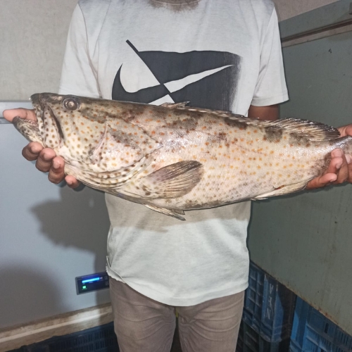AJL Sea Food