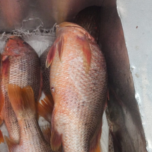 AJL Sea Food