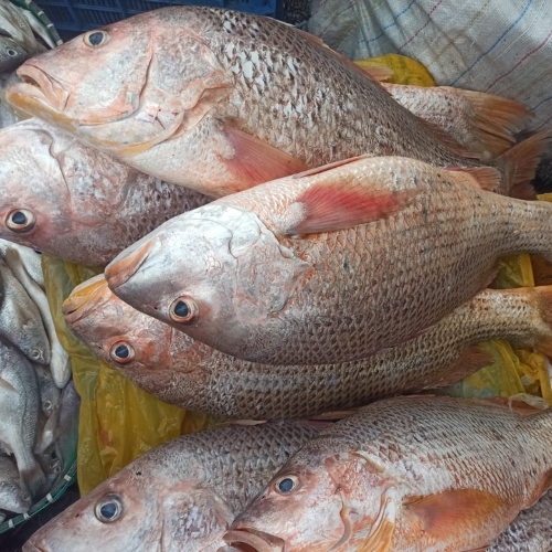 AJL Sea Food