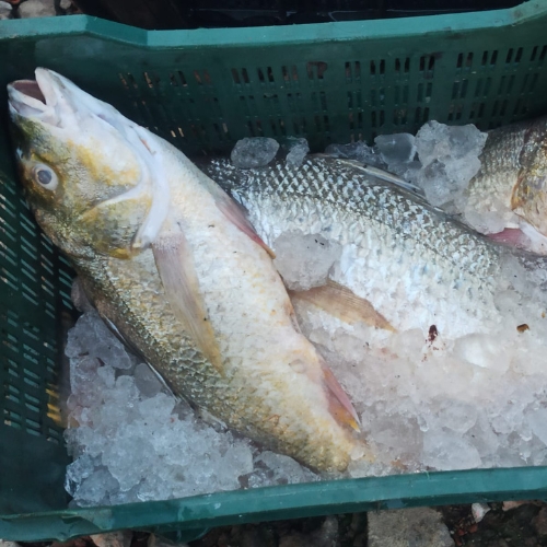 AJL Sea Food