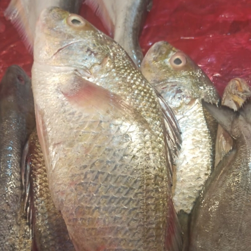 AJL Sea Food
