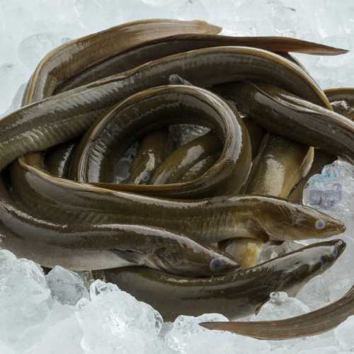 AJL Sea Food