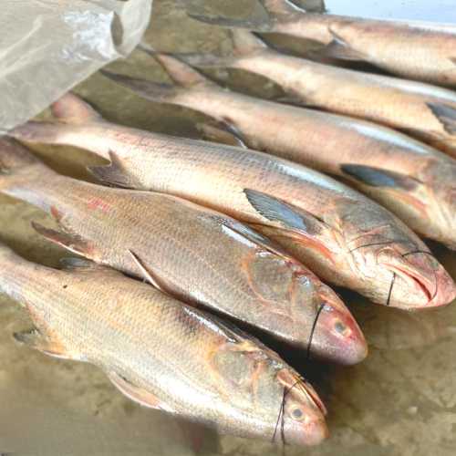 AJL Sea Food
