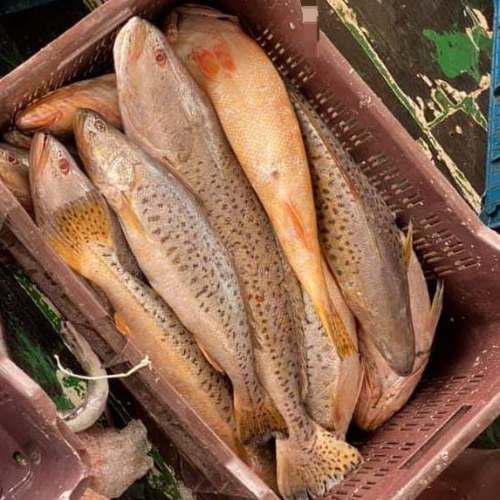 AJL Sea Food