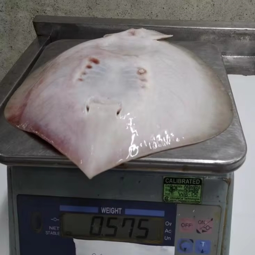 AJL Sea Food