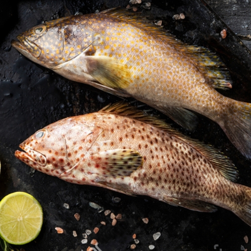 AJL Sea Food